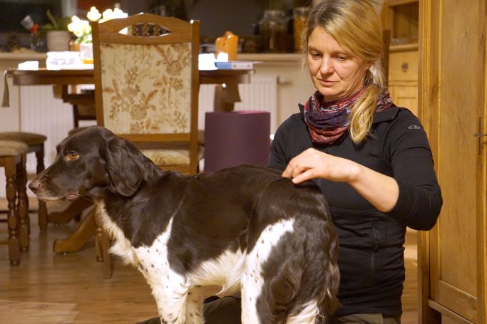 Abdrücken der Shupunkte beim Hund